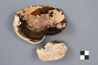 Fomitopsis ochracea image